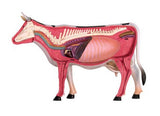 4D Puzzle - Cow Anatomy Model