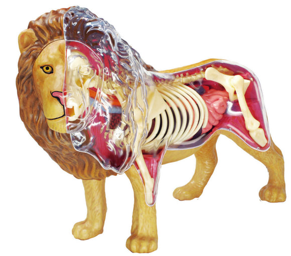 4D Master - Lion Anatomy Model